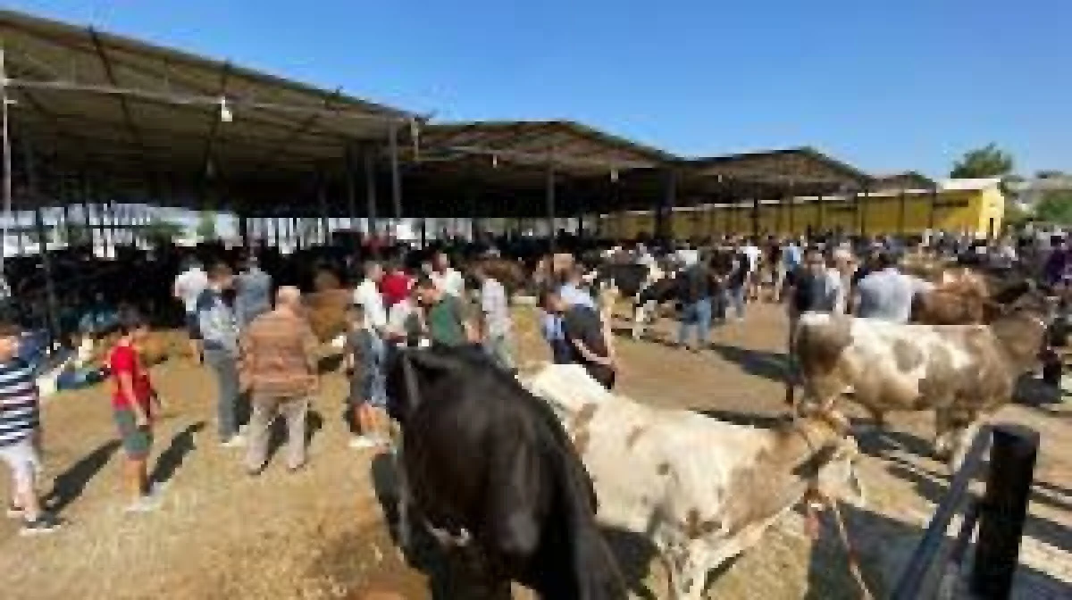 Aydın'da hayvan pazarları yeniden a&ccedil;ılıyor