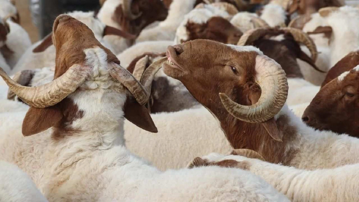 Aydın&rsquo;da kurbanlığını satamayan &uuml;reticiye m&uuml;jde